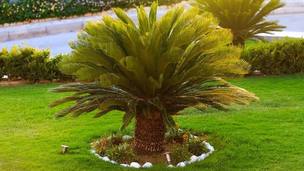 Cycas palm