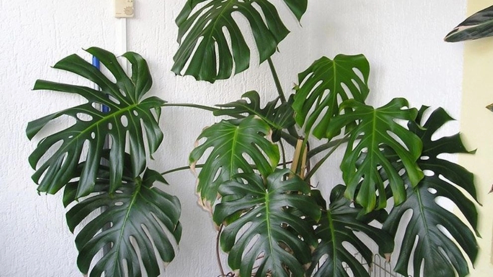 Monstera Deliciosa King Monstera Deliciosa King